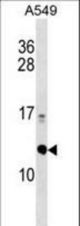 ERH Antibody western blot of A549 cell line lysates (35 ug/lane). The ERH antibody detected the ERH protein (arrow).