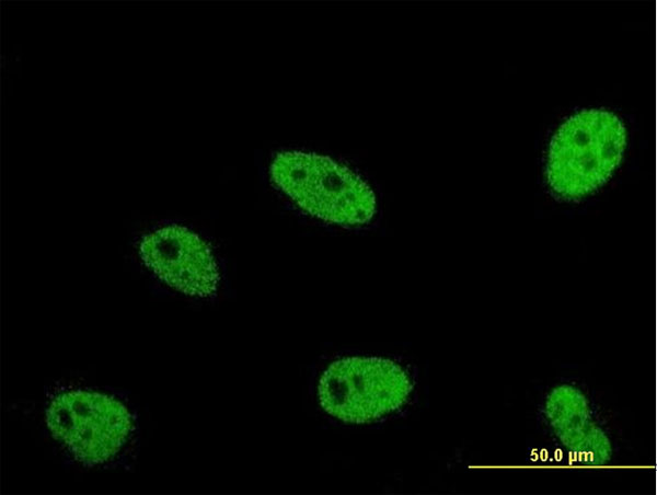 Immunofluorescence of monoclonal antibody to ERH on HeLa cell. [antibody concentration 10 ug/ml].