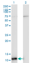 Western blot of ERH expression in transfected 293T cell line by ERH monoclonal antibody (M14), clone 4A10.