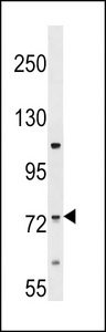 ERI2 Antibody western blot of HL-60 cell line lysates (35 ug/lane). The ERI2 antibody detected the ERI2 protein (arrow).