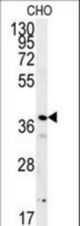 PRNIP Antibody western blot of CHO cell line lysates (15 ug/lane). The PRNIP antibody detected the PRNIP protein (arrow).