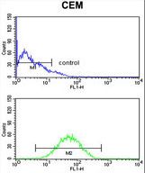CNDP1 Antibody flow cytometry of CEM cells (bottom histogram) compared to a negative control cell (top histogram). FITC-conjugated goat-anti-rabbit secondary antibodies were used for the analysis.
