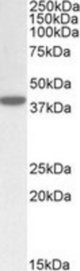 ERLIN1 antibody (0.5 ug/ml) staining of Human Placenta lysate (35 ug protein/ml in RIPA buffer). Primary incubation was 1 hour. Detected by chemiluminescence.