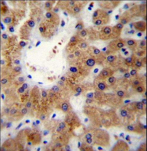 ERLIN1 Antibody immunohistochemistry of formalin-fixed and paraffin-embedded human liver tissue followed by peroxidase-conjugated secondary antibody and DAB staining.