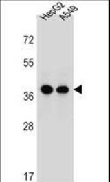 ERLIN1 Antibody western blot of HepG2,A549 cell line lysates (35 ug/lane). The ERLIN1 antibody detected the ERLIN1 protein (arrow).