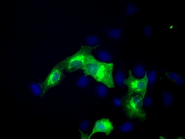 Anti-ERMAP mouse monoclonal antibody immunofluorescent staining of COS7 cells transiently transfected by pCMV6-ENTRY ERMAP.