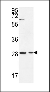 ERMIN Antibody western blot of Jurkat,293 cell line lysates (35 ug/lane). The ERMIN antibody detected the ERMIN protein (arrow).