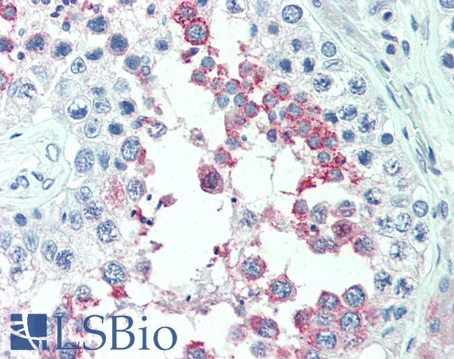 Anti-ERMP1 antibody LS-A9254 IHC of human testis. Immunohistochemistry of formalin-fixed, paraffin-embedded tissue after heat-induced antigen retrieval.