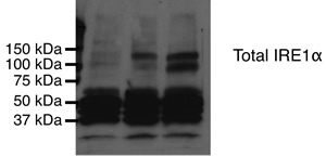 Detection of IRE-1 alpha. Lane 1: COS-7 untransfected Lane 2: COS-7 expressing wild-type IRE1 alpha Lane 3: COS-7 expressing kinase-dead IRE-1 alpha