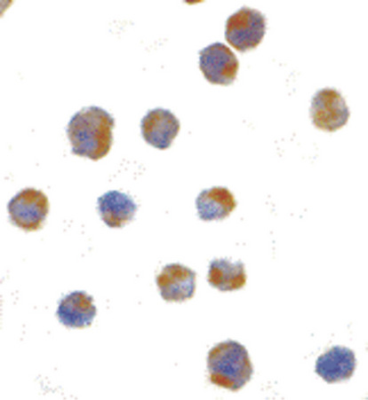 Immunocytochemistry of IRE1p in A20 cells with IRE1p antibody at 1 ug/ml.