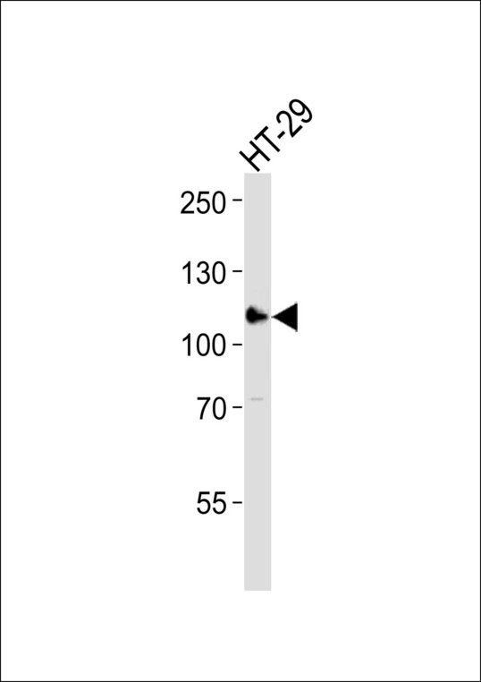 Western blot of lysate from HT-29 cell line, using ERN2 Antibody. Antibody was diluted at 1:1000. A goat anti-rabbit IgG H&L (HRP) at 1:10000 dilution was used as the secondary antibody. Lysate at 35ug.