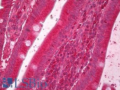 Anti-ERO1L antibody IHC of human small intestine. Immunohistochemistry of formalin-fixed, paraffin-embedded tissue after heat-induced antigen retrieval. Antibody LS-B6717 concentration 5 ug/ml.