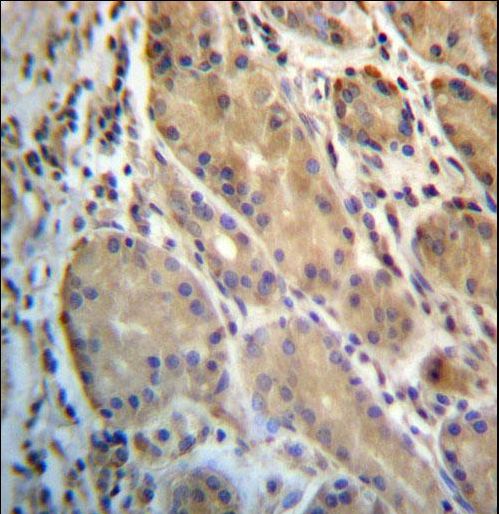 ERO1L Antibody immunohistochemistry of formalin-fixed and paraffin-embedded human stomach tissue followed by peroxidase-conjugated secondary antibody and DAB staining.