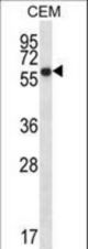 ERO1L Antibody western blot of CEM cell line lysates (35 ug/lane). The ERO1L antibody detected the ERO1L protein (arrow).