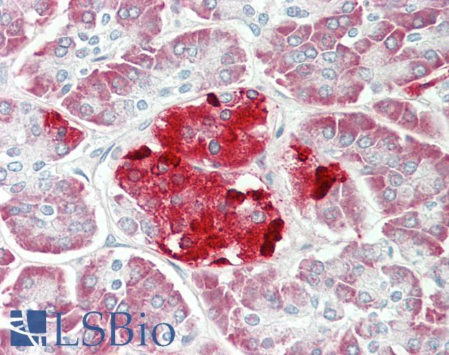 Anti-ERO1LB antibody IHC staining of human pancreas. Immunohistochemistry of formalin-fixed, paraffin-embedded tissue after heat-induced antigen retrieval.