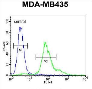 ERO1LB Antibody flow cytometry of MDA-MB435 cells (right histogram) compared to a negative control cell (left histogram). FITC-conjugated goat-anti-rabbit secondary antibodies were used for the analysis.