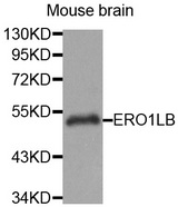 Western blot analysis of extracts of Mouse brain cell line, using ERO1LB antibody.
