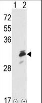 Western blot of ERP29 (arrow) using rabbit polyclonal ERP29 Antibody. 293 cell lysates (2 ug/lane) either nontransfected (Lane 1) or transiently transfected with the ERP29 gene (Lane 2).