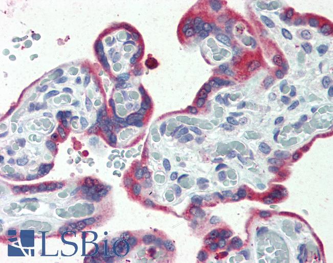 Anti-ERP44 / TXNDC4 antibody LS-A8259 IHC of human, placenta. Immunohistochemistry of formalin-fixed, paraffin-embedded tissue after heat-induced antigen retrieval.