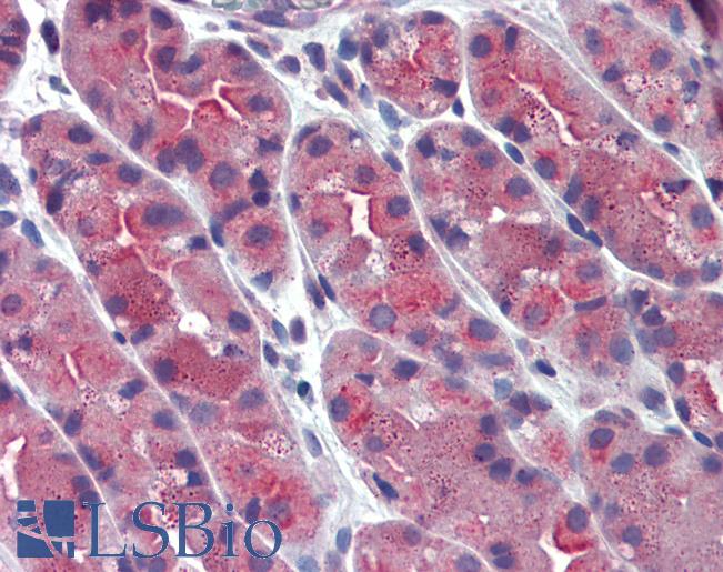 Anti-ERP44 / TXNDC4 antibody LS-A8262 IHC of human stomach. Immunohistochemistry of formalin-fixed, paraffin-embedded tissue after heat-induced antigen retrieval.