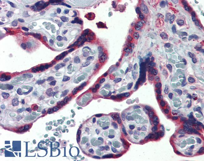 Anti-ERP44 / TXNDC4 antibody LS-A8262 IHC of human placenta. Immunohistochemistry of formalin-fixed, paraffin-embedded tissue after heat-induced antigen retrieval.