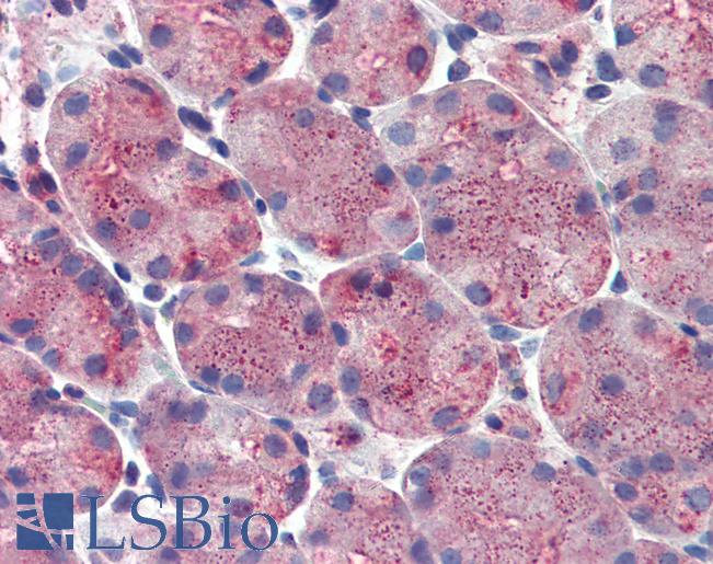 Anti-ERP44 / TXNDC4 antibody LS-A8263 IHC of human stomach. Immunohistochemistry of formalin-fixed, paraffin-embedded tissue after heat-induced antigen retrieval.