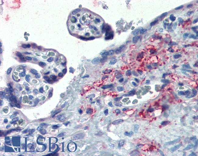 Anti-ERP44 / TXNDC4 antibody LS-A8263 IHC of human placenta. Immunohistochemistry of formalin-fixed, paraffin-embedded tissue after heat-induced antigen retrieval.