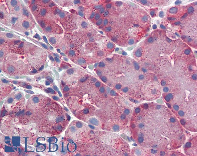Anti-ERP44 / TXNDC4 antibody LS-A8261 IHC of human, stomach. Immunohistochemistry of formalin-fixed, paraffin-embedded tissue after heat-induced antigen retrieval.