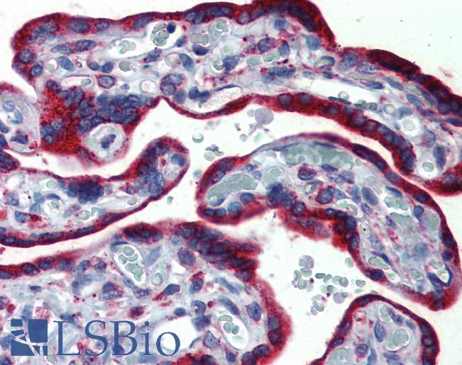 Anti-ERP44 / TXNDC4 antibody LS-A8261 IHC of human, placenta. Immunohistochemistry of formalin-fixed, paraffin-embedded tissue after heat-induced antigen retrieval.