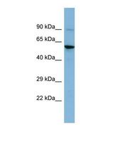 Western blot of Human HT1080. ERVW-1 antibody dilution 1.0 ug/ml.