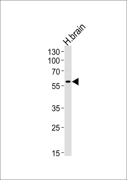 Western blot of lysate from human brain tissue lysate, using Syncytin(ERVWE1) Antibody. Antibody was diluted at 1:1000 at each lane. A goat anti-rabbit IgG H&L (HRP) at 1:5000 dilution was used as the secondary antibody. Lysate at 35ug per lane.
