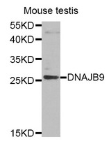 Western blot analysis of extracts of Mouse testis tissue, using DNAJB9 antibody.