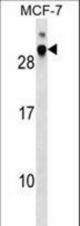 DNAJB9 Antibody western blot of MCF-7 cell line lysates (35 ug/lane). The DNAJB9 antibody detected the DNAJB9 protein (arrow).
