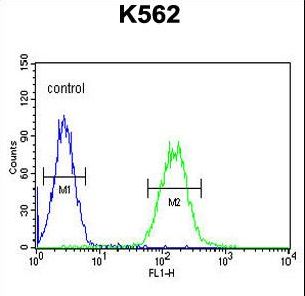CNGA2 Antibody flow cytometry of K562 cells (right histogram) compared to a negative control cell (left histogram). FITC-conjugated goat-anti-rabbit secondary antibodies were used for the analysis.