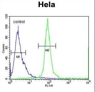 ESCO2 Antibody flow cytometry of HeLa cells (right histogram) compared to a negative control cell (left histogram). FITC-conjugated goat-anti-rabbit secondary antibodies were used for the analysis.
