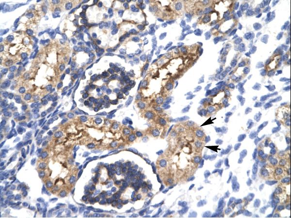 EHF antibody LS-C30726 was used in IHC to stain formalin-fixed, paraffin-embedded human kidney.