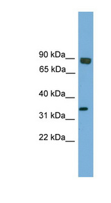 EHF antibody LS-B6804 Western blot of Mouse Brain lysate.