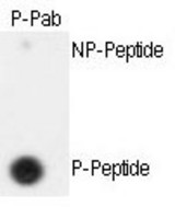 Dot blot of anti-hSeparase-S801 Phospho-specific antibody on nitrocellulose membrane. 50ng of nonphospho-peptide or phospho-peptide were adsorbed on their respective dots. Antibody working concentration was 0.5ug per ml.