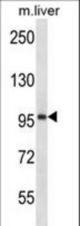 ESPNL Antibody western blot of mouse liver tissue lysates (35 ug/lane). The ESPNL antibody detected the ESPNL protein (arrow).