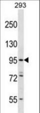 ESPNL Antibody western blot of 293 cell line lysates (35 ug/lane). The ESPNL antibody detected the ESPNL protein (arrow).