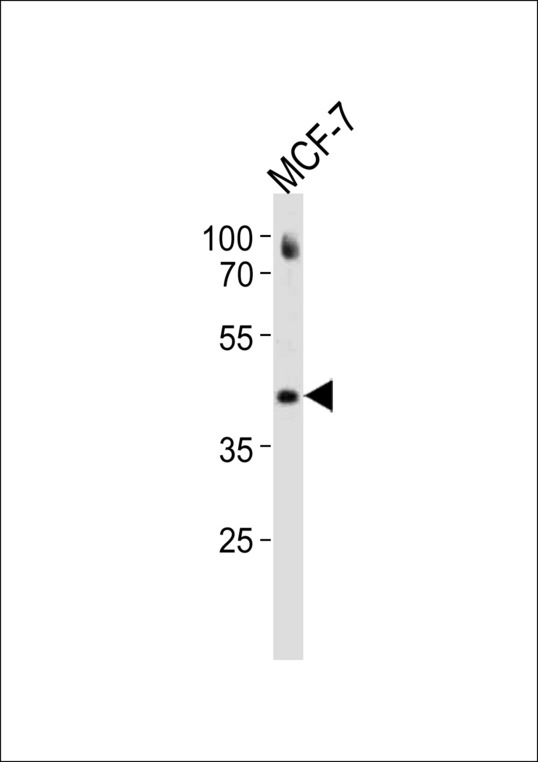 ESR2 Antibody western blot of MCF-7 cell line lysates (35 ug/lane). The ESR2 antibody detected the ESR2 protein (arrow).