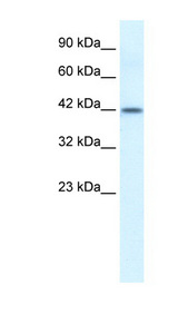 ESR2 / ER-Beta antibody LS-B945 Western blot of HepG2 cell lysate.