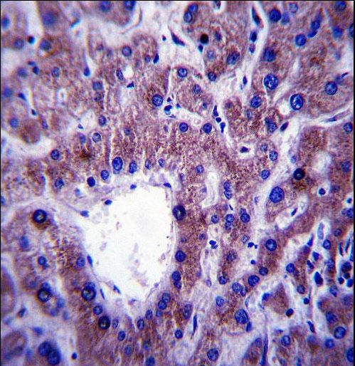 CNIH Antibody immunohistochemistry of formalin-fixed and paraffin-embedded human liver tissue followed by peroxidase-conjugated secondary antibody and DAB staining.