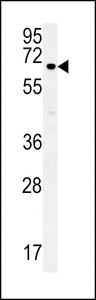 ESRP1 Antibody western blot of MCF-7 cell line lysates (35 ug/lane). The ESRP1 antibody detected the ESRP1 protein (arrow).
