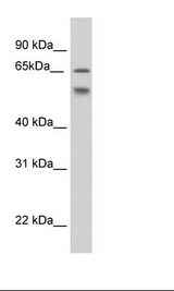 NIH 3T3 Cell Lysate