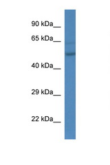 ESRRA antibody LS-C134942 Western blot of Mouse liver lysate. Antibody concentration 1 ug/ml.