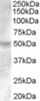 Antibody (0.2 ug/ml) staining of Human Breast lysate (35 ug protein in RIPA buffer). Primary incubation was 1 hour. Detected by chemiluminescence.