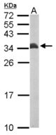 Sample (50 ug of whole cell lysate). A: mouse brain. 12% SDS PAGE. ETFB antibody diluted at 1:10000.