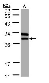 Sample (30 ug of whole cell lysate). A: MOLT4 . 12% SDS PAGE. ETFB antibody diluted at 1:1000