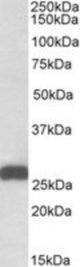 ETFB antibody (0.01 ug/ml) staining of Mouse Liver lysate (35 ug protein/ml in RIPA buffer). Primary incubation was 1 hour. Detected by chemiluminescence.